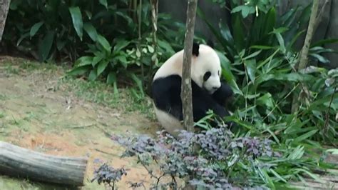 singapore zoo panda feeding time